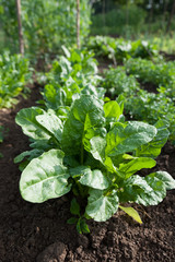 Fresh green healthy spinach growing on cultivated garden.