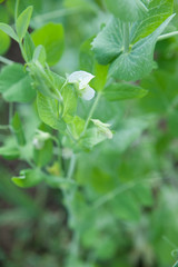 Blooming peas plants in early spring on garden.
