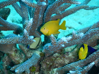 Angel-fishes and reticulated damsel swimming in a coral