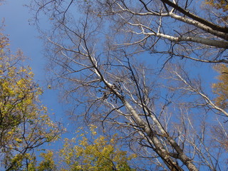 Верхушки деревьев на фоне голубого неба