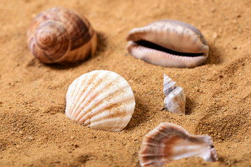 Bunch of sunlighted seashells on a beach laying in the sand