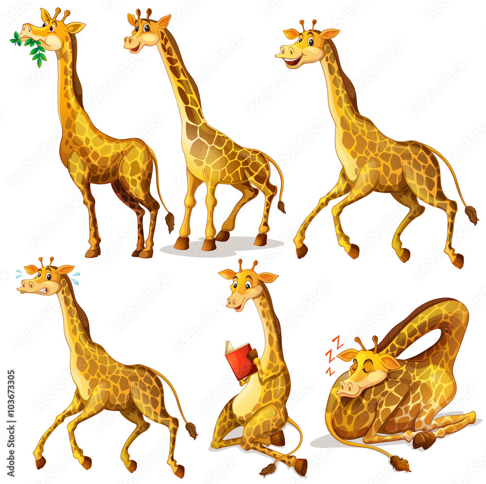 Wall mural Giraffes in six positions