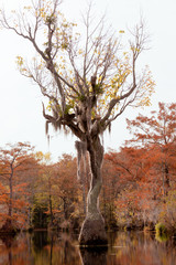 Obraz na płótnie Canvas Tupelo tree Nyssa aquatica Merchant Millpond NC US
