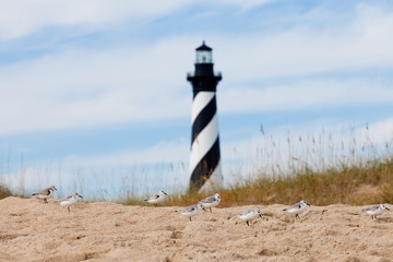 Shore birds and Cape Hatteras Lighthouse NC US