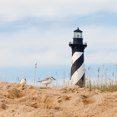 Shore birds and Cape Hatteras Lighthouse NC US