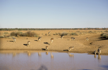 Red kangaroo drinking from a water hole in far western NSW,Australia.