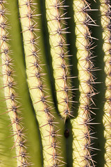Detail of Saguaro Cactus spines background pattern
