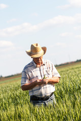 Naklejka na ściany i meble Senior farmer in a field examining crop