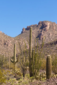 Desert landscape of Saguaro NP near Tucson AZ US