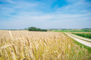 Wheat growing along country road