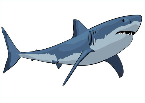 White shark