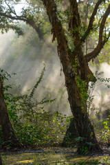 Tree with Ray of Light