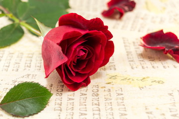 Red rose on a yellow background