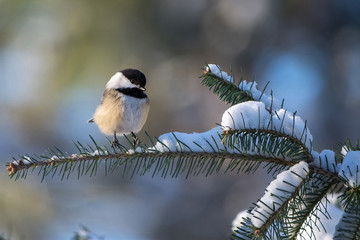 A black-capped chickadee, Poecile atricapillus, perched on a snowy spruce branch. © Bryan Neuswanger