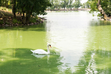 white swan floating on a clear blue water, a pond in a city park, nature reserve Askania Nova in Ukraine
