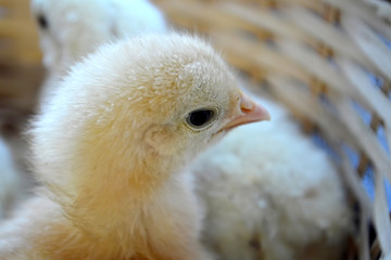 Little chicken in the basket