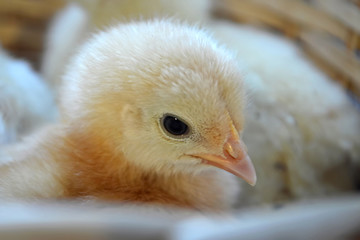 Little chick