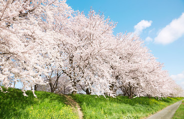 日本の春の風景　桜　染井吉野