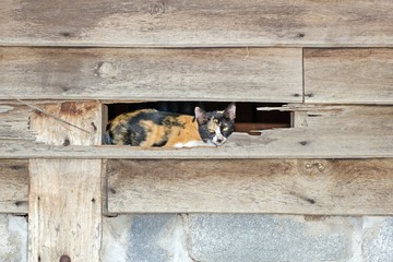 Cat in hollow wooden wall