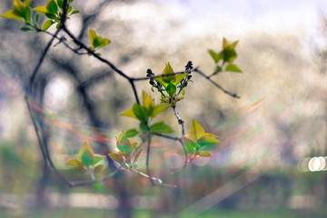 Spring new leaves