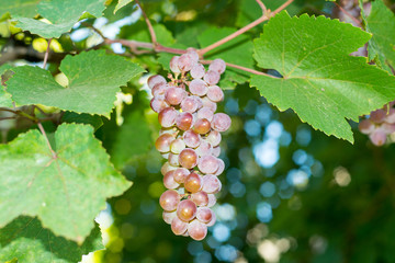 Vineyards at sunset in autumn harvest. Ripe grapes in fall. Juicy, ripe bunch of grapes in the foliage. Grape harvest. Care, pruning, pests and diseases of grapes. Tips winemakers.