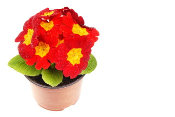 Beauty red primula flower in a pot, right you can write some text