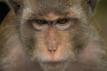サルのポートレート

