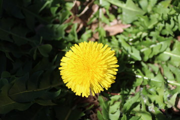 A beautiful yellow flower  