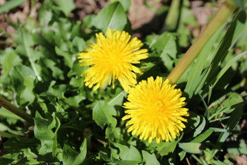 Two beautiful yellow flowers. 