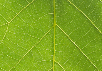 Closeup walnut leaf with streaks texture