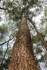 Fototapeta premium Towering trees