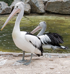 Australian Pelican Pair in Adelaide South Australia