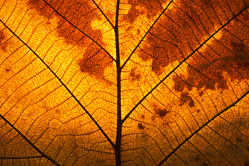 Obraz premium leaf in autumn show abstract texture background detail