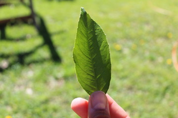 Reconciliation with nature. 