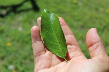 Reconciliation with nature. 