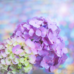 Obraz premium Abstract violet and blue Hydrangea flower background