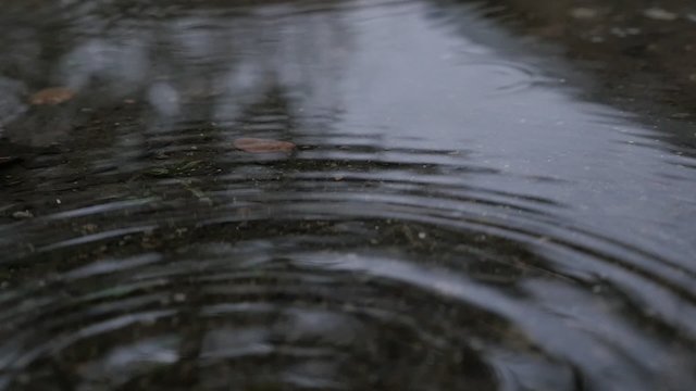Ripples from rain drops falling on pond surface FullHD 1080p slow motion  footage  - Droplets of water falling on to pond surface slow-mo 1920X1080 video