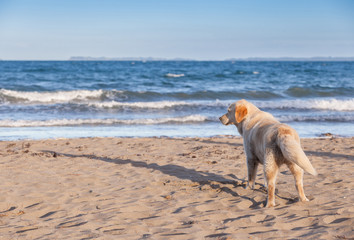The dog is on a sandy beach overlooking tropical beach.