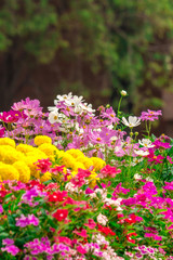 Flowers in the garden. /Landscaped flower garden with lots of colorful blooms.
