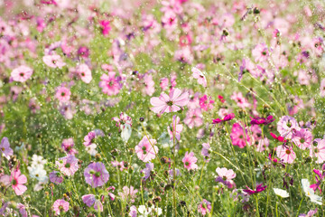 Beautiful cosmos flower with rain