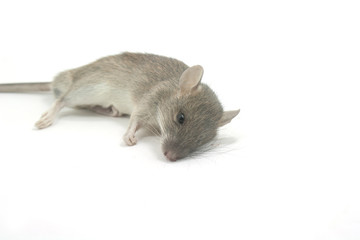 Rat isolated white background. filthy Animals.