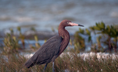 Reddish Egret walking in marshy shallow tidal waters of Isla Blanca Cancun Mexico