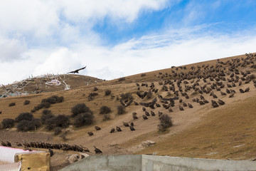 Vulture at Sky burial site in Larung Gar. a famous Lamasery in Seda, Sichuan, China