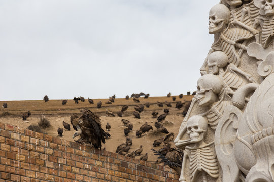 Vulture at Sky burial site in Larung Gar. a famous Lamasery in Seda, Sichuan, China