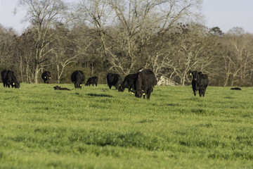 Black Angus cows grazing in a ryegrass pasture in early spring