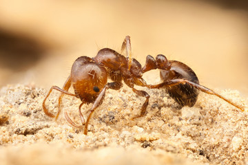extreme macro ant
