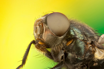 Fly macro extreme