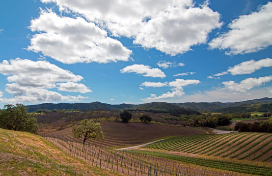 Paso Robles Central California Wine Country Scenery