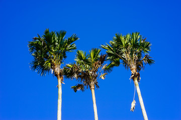 Obraz premium Three palm peaks