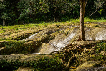  small waterfall by the tree
